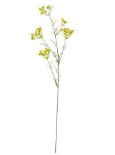 Daucus carota wit L120cm